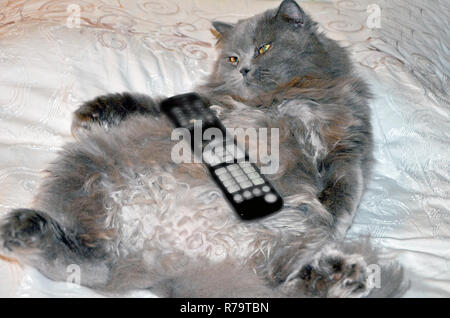 Grigio Longhair big Gatto sdraiato sul letto con il telecomando. Il gatto è in appoggio e di guardare la TV, soft-focus remote Foto Stock