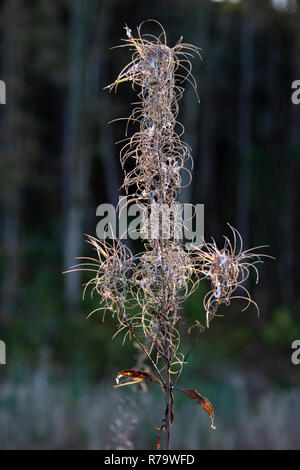 Rosebay Willow herb (Chamaenerion angustifolium) seme head Foto Stock