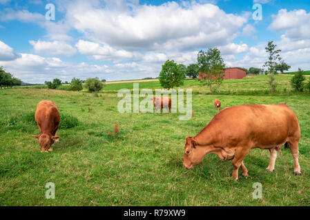 Paesaggio rurale con le mucche al pascolo su un pascolo Foto Stock