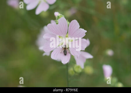 Althea officinalis - ape su fiore di impianto medico nella natura selvaggia Foto Stock