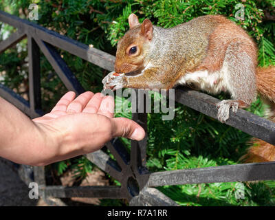 Closeup mano umana alimentare lo scoiattolo in New York City in posizione di parcheggio Foto Stock