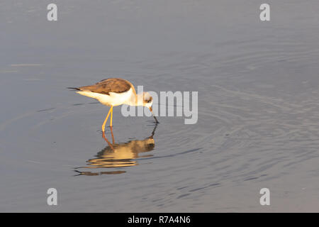 Un black-winged stilt ricerche di cibo nelle calme acque poco profonde in Ras Al Khor, Dubai zone umide. Foto Stock