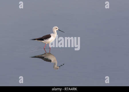 Un black-winged stilt ricerche di cibo nelle calme acque poco profonde in Ras Al Khor, Dubai zone umide. Foto Stock