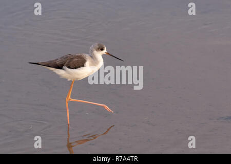 Un black-winged stilt ricerche di cibo nelle calme acque poco profonde in Ras Al Khor, Dubai zone umide. Foto Stock