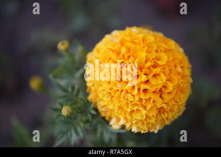 Tagetes patula closeup Foto Stock