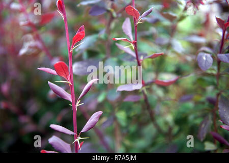 Boccola con foglie rosse, close-up Foto Stock