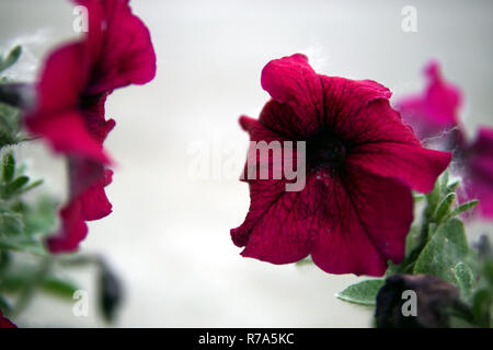 Rosso fiori di Petunia closeup Foto Stock