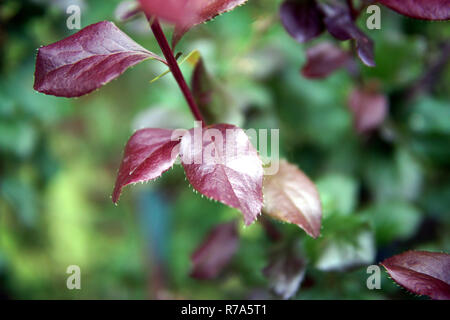 Boccola con foglie rosse, close-up Foto Stock