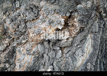 Grande di corteccia di albero closeup Foto Stock