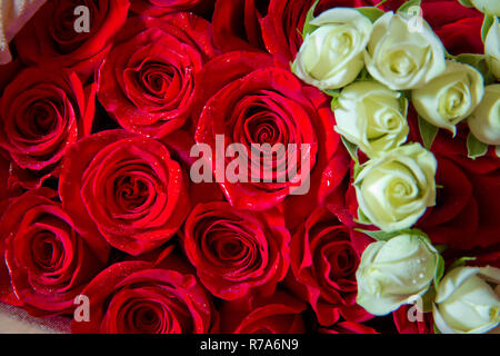 Red Rose naturale sfondo . Red Rose sfondo. Naturale configurazione orizzontale. Parete di fiori. Close-up di enorme bouquet Foto Stock