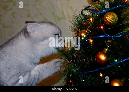 Tabby British Shorthair cat decora albero di Natale. La preparazione per il nuovo anno Foto Stock