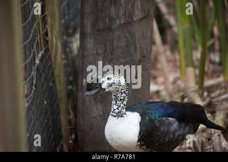 Pettine anatra (Sarkidiornis melanotos) Foto Stock