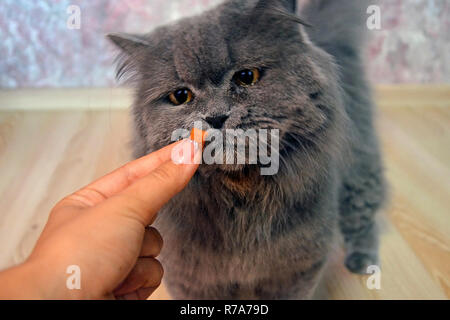 Femmina lato dà un feed per un grande grigio con i capelli lunghi britannico cat. Foto Stock
