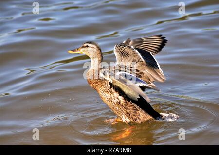 Mallard hen in arrivo per un atterraggio. Foto Stock