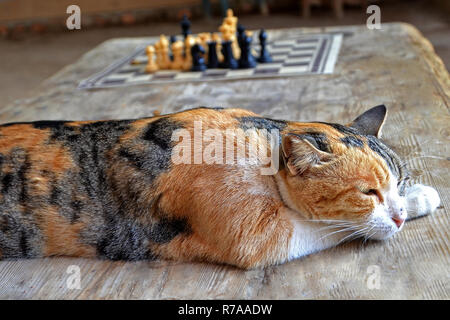 Red spotted gatto dorme su di un tavolo di legno. il gatto del riposo dopo giocando a scacchi. Foto Stock