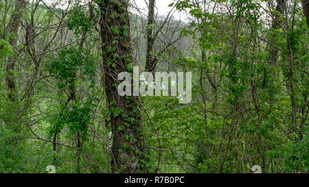 White Oak tree con vigneti e fiori Foto Stock