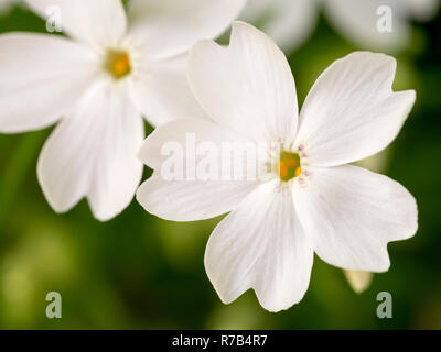 Macro shot di phlox bianco fiori Foto Stock