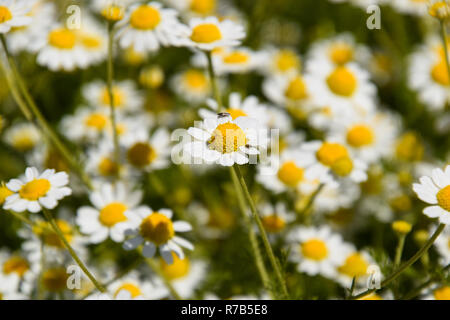I fiori di camomilla. Camomilla farmaceutica. Piante medicinali camomilla, fioritura Foto Stock