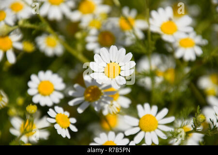 I fiori di camomilla. Camomilla farmaceutica. Piante medicinali camomilla, fioritura Foto Stock