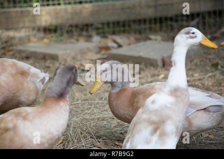 Indian Runner anatre Foto Stock