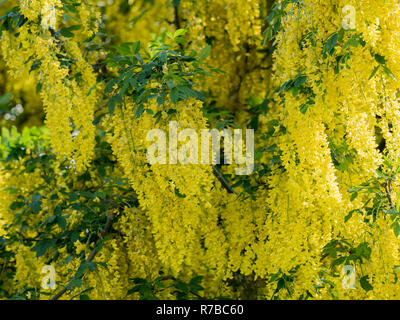 Il maggiociondolo in primavera Foto Stock