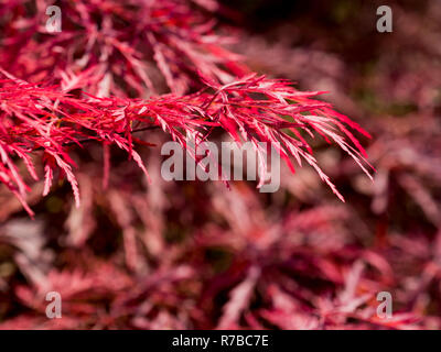 Close-up di rosso acero giapponese asola Foto Stock