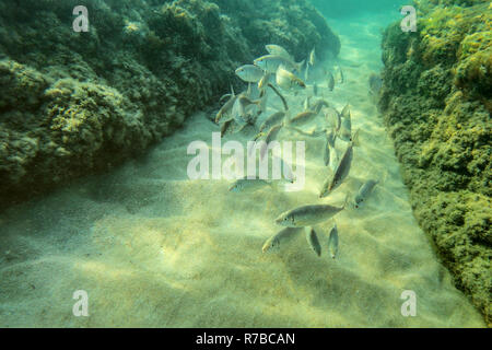 Foto subacquee, gruppo di piccoli pesci nuotare tra le alghe rocce coperte in acque poco profonde, il sole che splende sul mare di sabbia in basso Foto Stock