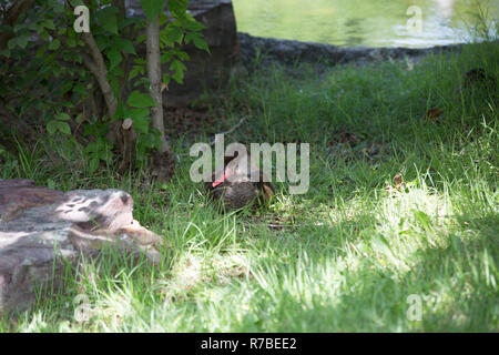 Red-Billed Teal anatre (Anas erythrorhyncha) Foto Stock