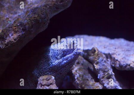 Spotted moray eel Foto Stock