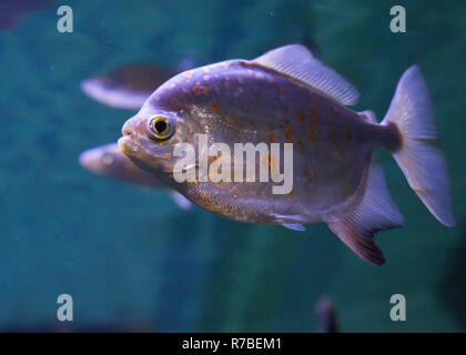 Red-Bellied Piranha Foto Stock