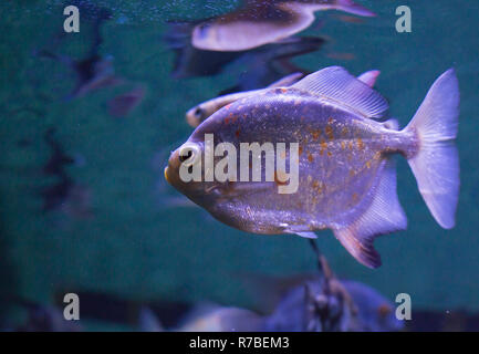 Red-Bellied Piranha Foto Stock