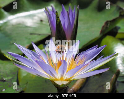 Bee di atterraggio su un fiore di loto. Un polline laden fiore di loto che cresce su una fattoria diga è molto attraente per un wild bee. Foto Stock