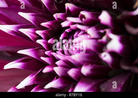 Viola della dalia Foto Stock