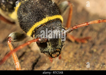 Dalle lunghe corna beetle (Clytus ruricola) Foto Stock