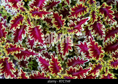 Fogli del coleus Foto Stock