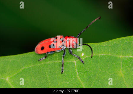 Red milkweed beetle (Tetraopes tetrophthalmus) Foto Stock