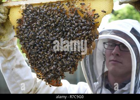 Tech. Sgt. Garrett Wright, XXII Operations Support Squadron sopravvivenza, Evasione, di resistenza e di fuga e di personale specializzato di recupero, ispeziona le cellule di emergenza in uno dei suoi alveari di ape Aprile 24, 2017 in Derby, Kan. Celle di emergenza sono creati da una colonia di api per produrre un nuovo regina quando la regina precedente diventa feriti, muore o lascia l'alveare. Foto Stock