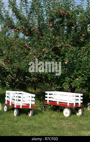 Bellissimo albero di mele nel frutteto con un due carri rosso per i bambini Foto Stock