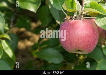 Close-up di una bella deliziosa mela rossa in una struttura ad albero Foto Stock