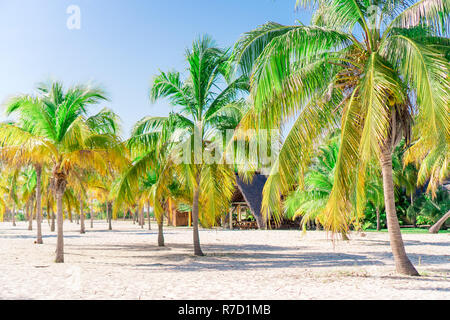 Palme sulla spiaggia di sabbia bianca. Playa Sirena. Cayo Largo. Cuba. Foto Stock