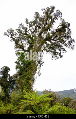 Parco Nazionale di Fiordland, Nuova Zelanda Foto Stock