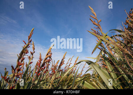 Il lino a Martins Bay, il Parco Nazionale di Fiordland, Nuova Zelanda Foto Stock