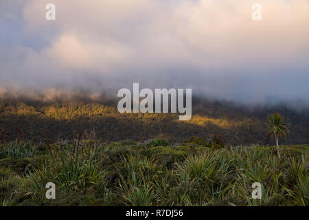 Tramonto sulla macchia nativa nel Parco Nazionale di Fiordland, Nuova Zelanda Foto Stock