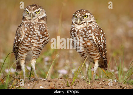 Scavando Civetta (Athene cunicularia) in piedi sul suolo Foto Stock