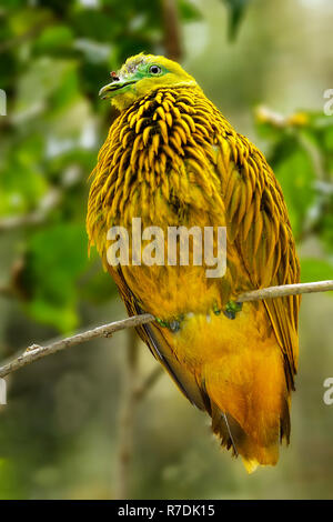 Colomba d'oro (Ptilinopus luteovirens) seduto su un albero, isola di Viti Levu, Fiji. Frutto d'oro colomba è endemica di foreste di Viti Levu e altri Fijian Foto Stock