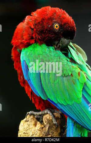 Red-Breasted Musk-Parrot (Prosopeia tabuensis tabuensis) toelettatura Foto Stock