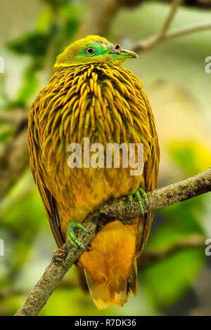 Colomba d'oro (Ptilinopus luteovirens) seduto su un albero, isola di Viti Levu, Fiji. Frutto d'oro colomba è endemica di foreste di Viti Levu e altri Fijian Foto Stock