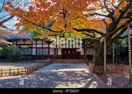 Aceri giapponesi girare il colore a Tokyo Giappone Foto Stock