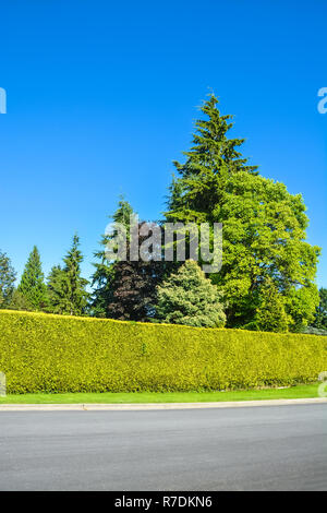 Alta siepe verde e alberi lungo una strada sul cielo blu sullo sfondo Foto Stock