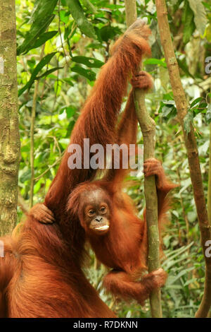 Baby orangutan di Sumatra accanto a sua madre n Gunung Leuser National Park, Sumatra, Indonesia. Orangutan di Sumatra è endemica del nord di Sumatra un Foto Stock